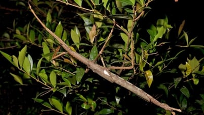 អូស្ត្រាលី​រក​ឃើញ​ប្រភេទ​សត្វល្អិត​ធំ​បំផុត​ដែល​វែង​ដូច​ដៃ