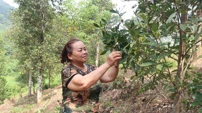Vụ hồi kém vui