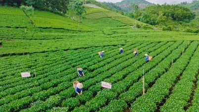 La industria del té Thai Nguyen aspira a alcanzar un objetivo de mil millones de dólares