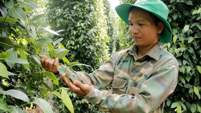 Giá tiêu hôm nay 5/8/2025: Giá tiêu trong nước đi ngang, thế giới chịu áp lực từ căng thẳng thuế quan Mỹ - Ấn