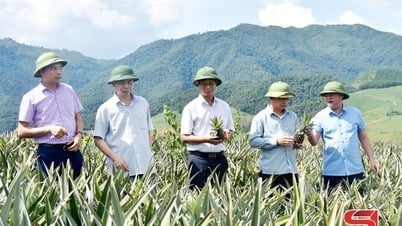 Nhãn hiệu chứng nhận “Dứa Sơn La”