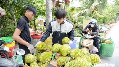 Đồng Tháp: Tiềm năng lớn để phát triển cây ăn trái