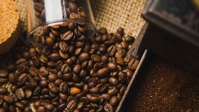 Giá cà phê hôm nay 5/8/2025: Giá cà phê giảm nhẹ, thị trường bước vào giai đoạn tích lũy