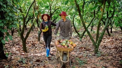 Kiên trì hơn 2 thập kỷ, nỗ lực của người nông dân trồng cacao đã được hồi đáp