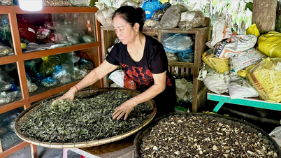 Lào Cai tăng cường quản lý y, dược cổ truyền