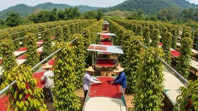 Pepper price today August 5: Scarce supply, is Vietnamese pepper a 'monopoly' in the market?