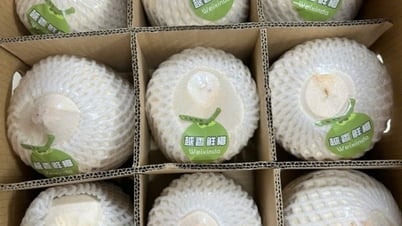Xuất khẩu gần 22 tấn dừa tươi qua cửa khẩu Bắc Luân II
