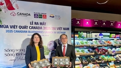 Ra mắt "Mùa việt quất Canada 2025" tại Hà Nội