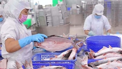 Lợi nhuận quý “nữ hoàng cá tra” cao nhất trong 2 năm qua, bất chấp áp lực thuế quan