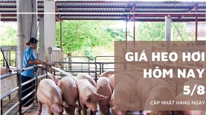 Giá heo hơi hôm nay 5/8: Đi ngang trên cả ba miền