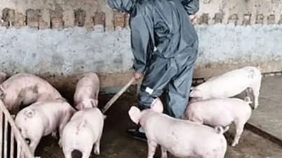 Ngăn dịch tái bùng phát, không để giá thịt lợn tăng đột biến