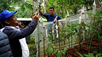 Thu hút doanh nghiệp đầu tư phát triển vùng sâm Ngọc Linh