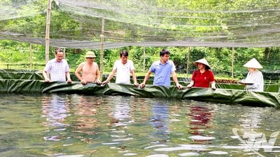 Nuôi cá tầm, mô hình kinh tế mới của đồng bào dân tộc thiểu số