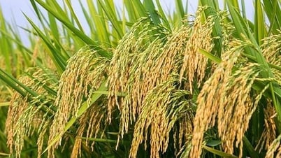 Nhiều tiến bộ trong cây trồng chỉnh sửa gen trên thế giới