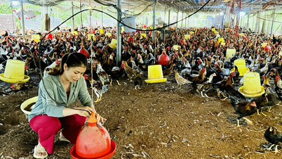 Phát huy hiệu quả chuỗi liên kết trong chăn nuôi