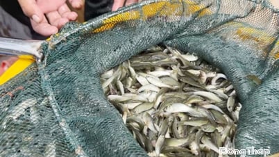 Cá linh non "khuấy động" miền Tây