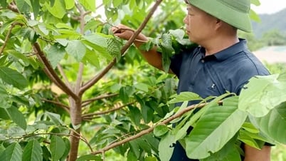 Cây na sầu riêng trên đất Pắc Ta