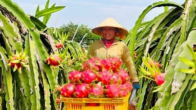 Tháo gỡ khó khăn trong tiêu thụ thanh long