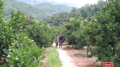 Màu xanh biên giới Chiềng Sơn