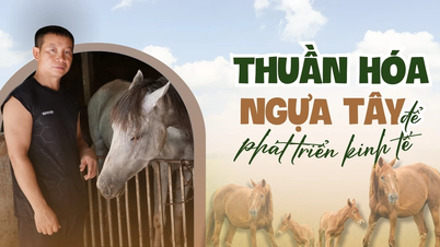 Thuần hóa “ngựa Tây” để phát triển kinh tế