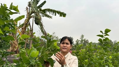 Người phụ nữ K’Ho mang con tằm về buôn Cheng