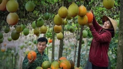 HTX Nam Hà đưa cây gấc về làm giàu cho nông dân