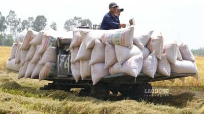 Xuất khẩu gạo đạt 2,81 tỉ USD từ đầu năm 2025 đến nay