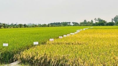 Sản xuất nông, lâm nghiệp và thủy sản tiếp tục đà ổn định