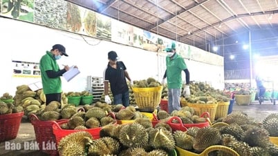 Tỉnh Đắk Lắk có 1.676 doanh nghiệp được cấp mới đăng ký kinh doanh
