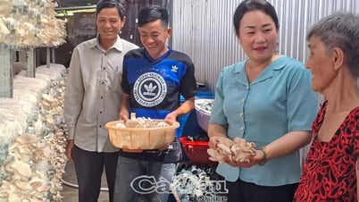 Từ nghề bán vé số đến trại nấm bạc triệu