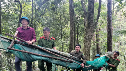 Giúp dân khôi phục vườn sâm bị bão tàn phá