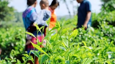 Xã Bản Lầu: Mở rộng không gian chuyên canh nông sản