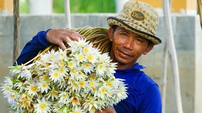 Dân đầu nguồn An Giang ‘săn’ cá linh, cá chốt, cua đồng, bông súng ma mùa nước nổi