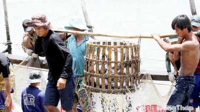 Đồng Tháp tiếp tục nâng giá trị ngành hàng cá tra
