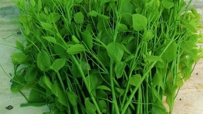 Phụ nữ xã Ba Bể: Phát triển mô hình đặc sản rau bò khai