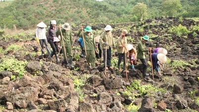"Độc lạ" trồng ngô trên dung nham núi lửa