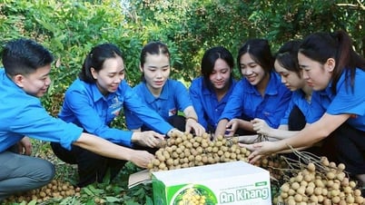 Đoàn phường An Tường hỗ trợ nông dân tiêu thụ nông sản
