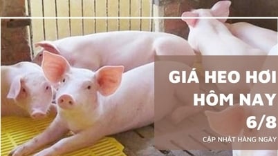 Giá heo hơi hôm nay 6/8: Sụt giảm tại miền Bắc, nhích nhẹ...