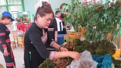 Tra Linh attire des investissements pour développer la zone de ginseng de Ngoc Linh