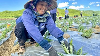Kết nối sản xuất, tiêu thụ nông sản dứa, chè, cây ăn quả có múi các tỉnh vùng Bắc Trung Bộ