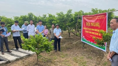 Đánh giá kết quả mô hình thâm canh cây na ở thời kỳ kinh doanh tại thực địa
