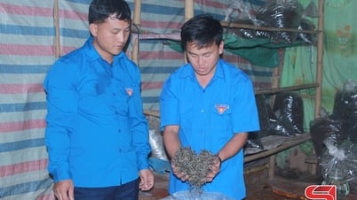 Thanh niên Tà Xùa phát triển thương hiệu chè