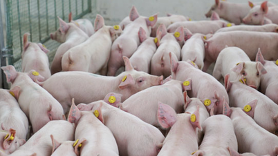 After China, Vietnamese enterprises want to build trillion-dollar 'apartments' to raise pigs