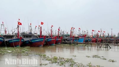 Ninh Bình xác lập 630 hạn ngạch khai thác thủy sản vùng khơi sau sáp nhập