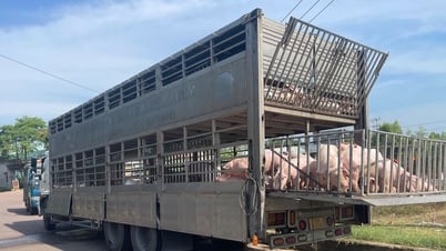 Chở 220 con heo nhiễm dịch tả heo châu Phi đi bán thì bị bắt