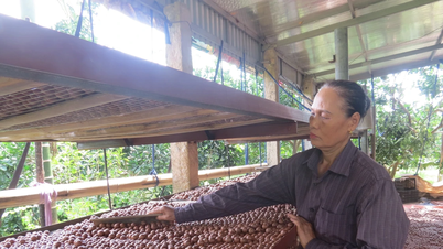 Cây mắc ca bám rễ trên đất lúa