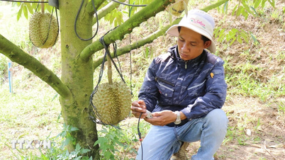 Đẩy mạnh ứng dụng công nghệ vào sản xuất nông nghiệp thông minh