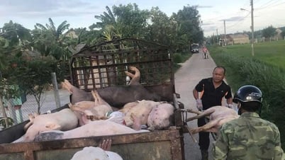 52/94 xã, phường có dịch tả lợn châu Phi, Đà Nẵng đề xuất tiêm phòng bắt buộc