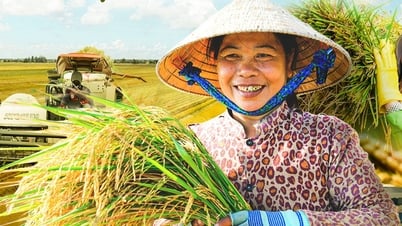 Giá gạo Việt Nam tăng mạnh khi Philippines cấm nhập khẩu gạo từ ngày 1-9, vì sao?