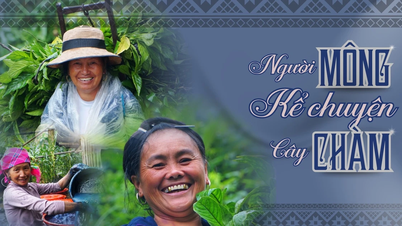 Người Mông kể chuyện cây chàm